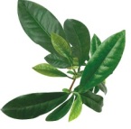 daun sirsak sebagai pengobatan kanker hidung tradisional herbal dan alami